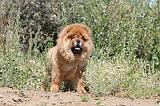 CHOW CHOW 148